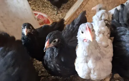 Orpington-Küken, Jungtiere, gsg, blau gesäumt, schwarz