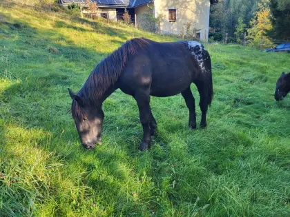 Noriker Hengst