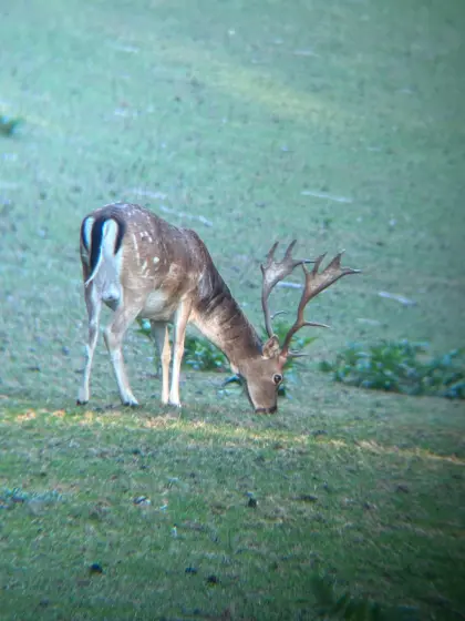 Damwild, Damhirsch