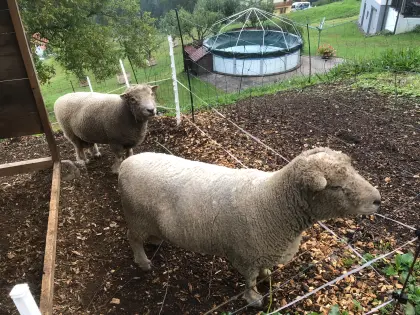 Olde English Babydoll Southdown Widder