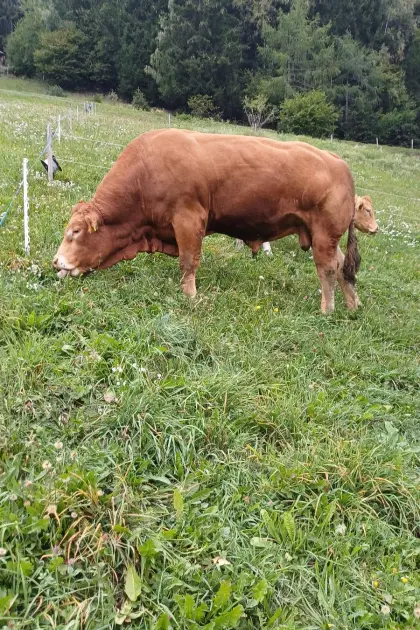 Limousin-Stier