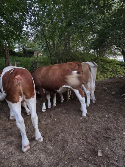 Verkaufe ganze Herde mit reinrassigem Charolais-Stier