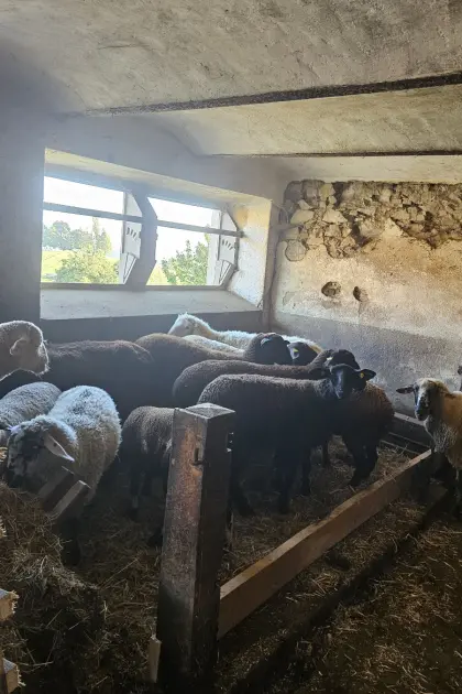 Schafherde zu verkaufen