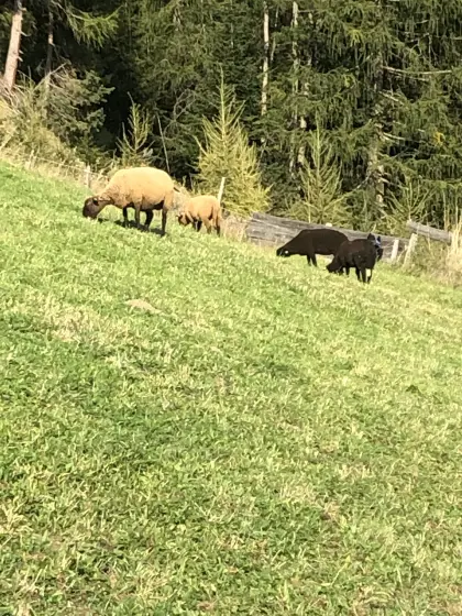 Juraschafe abzugeben