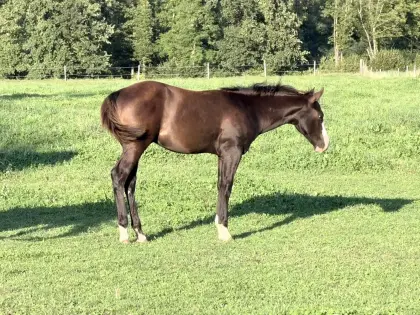 Quarter Horse Hengstfohlen