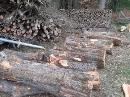 Apfelbaumstämme, Apfelholz, Tischlerholz