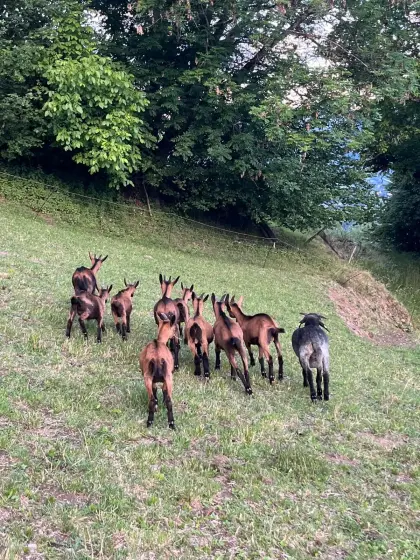 Weibliche Ziegenkitzer