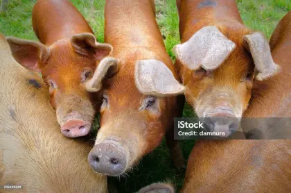 Junge, 3 Monate alte DUROC, Wald- und Wiesenhaltung
