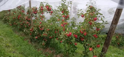 Suche Fläche für Obstbau