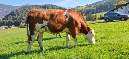 Verkaufe FL-Kalbin