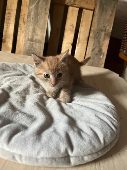 Katzenbabys