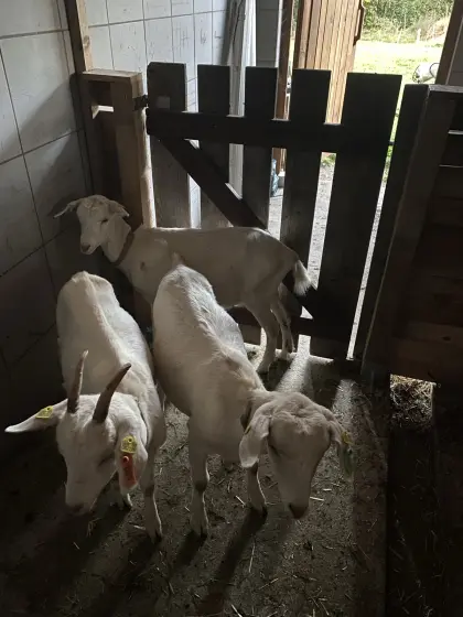 Ziegen