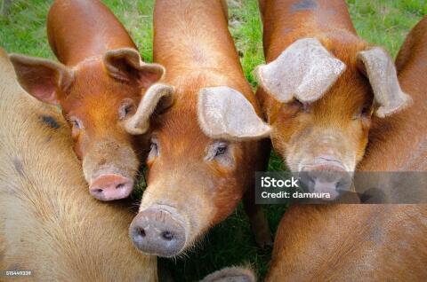 Junge, 3 Monate alte DUROC, Wald- und Wiesenhaltung