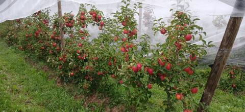 Suche Fläche für Obstbau