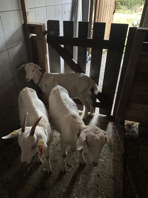 Ziegen