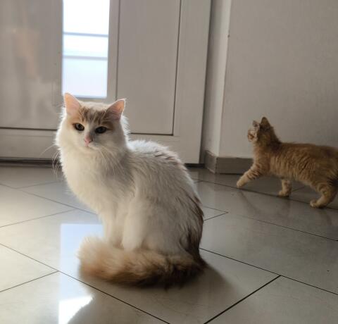 Zuckersüße Maine-Coon-Mixe