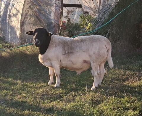 Dorper Widder