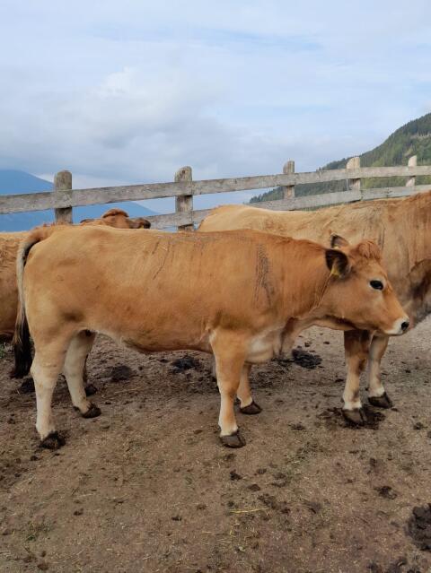 Aubrac Kalbinnen