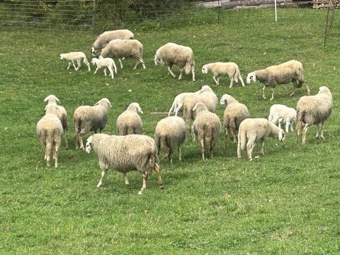 Brillenschaf-Lämmer