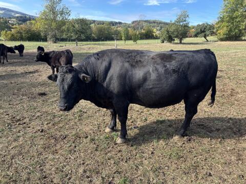 Fullblood Wagyu Zuchtstier, Herdebuch A