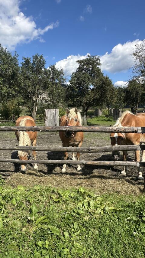 3 Haflinger Stuten