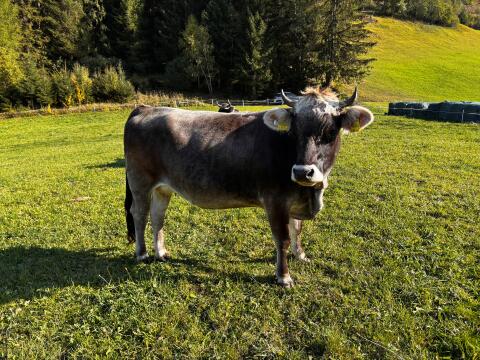 Verkaufe trächtige Grauviehkalbin