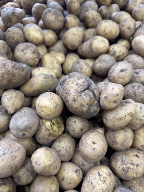 Futterkartoffeln