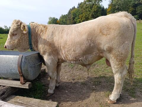 BIO Blondviehstier