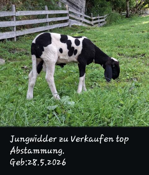 Jungwidder