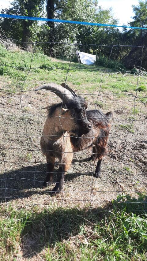 Mini-Zwergziegenbock, 1,5 Jahre alt