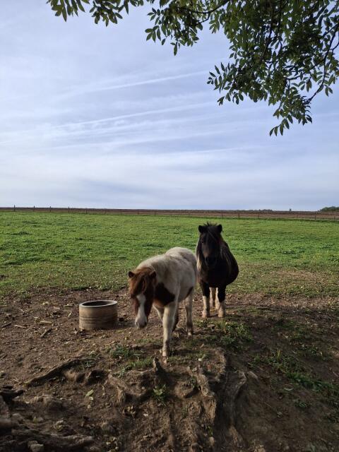 Mini-Shetlandpony