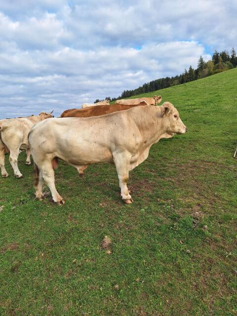 Charolais-Stier