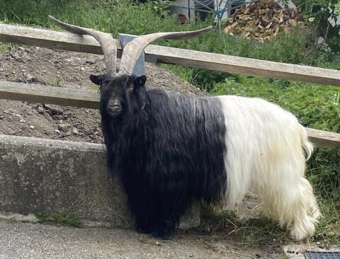 Walliser Schwarzhalsbock