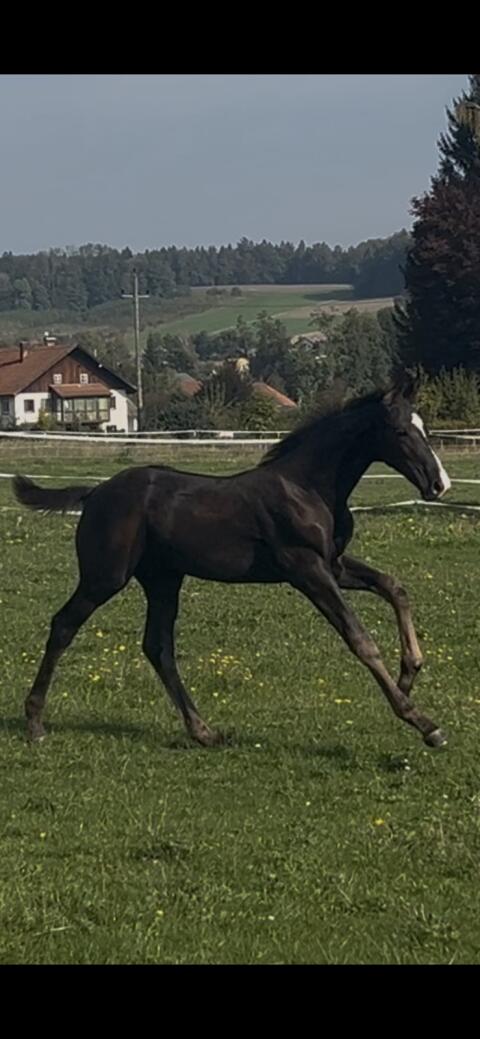 Top-Hengstfohlen mit bester Dressurabstammung