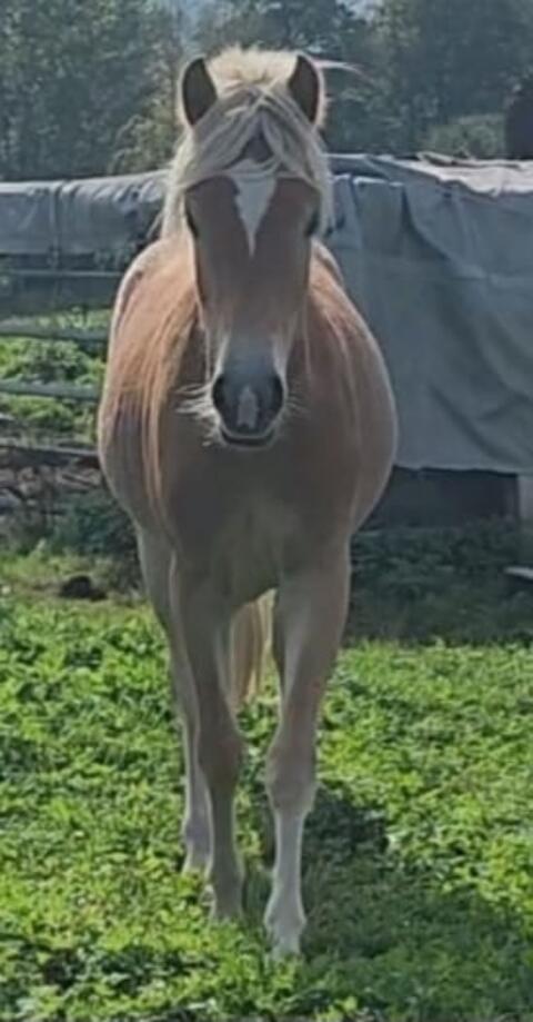 Traum-Haflinger