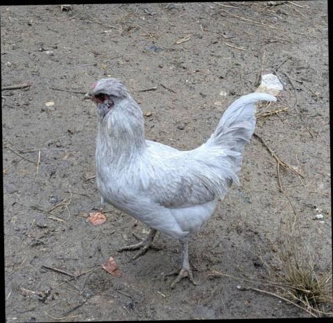Lavender Araucana Hähne