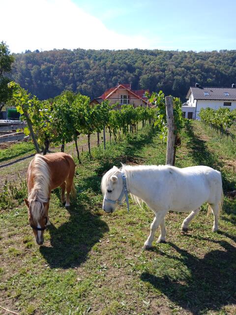 Pony-Stuten
