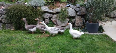 Gänse