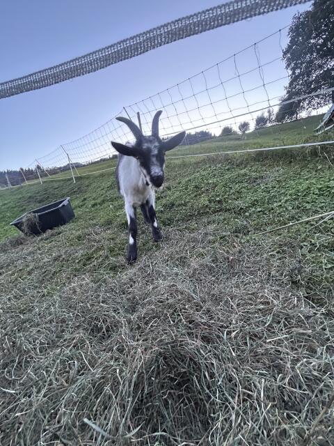 Pfauenziegenbock
