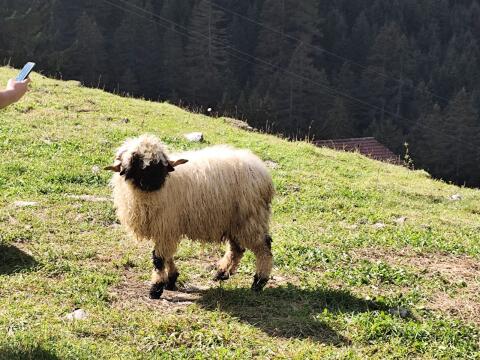 Bio Walliser Schwarznasen-Widder