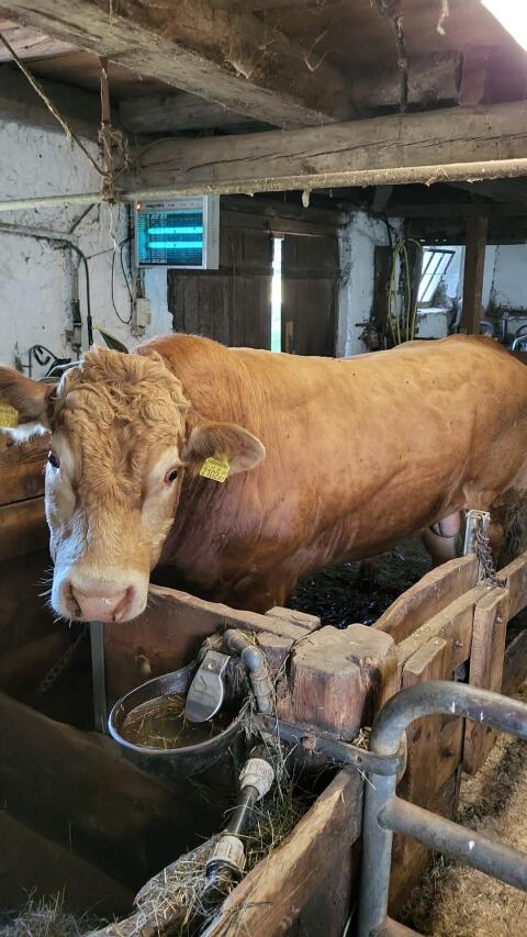 Limousin Sprungstier