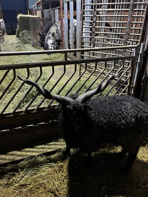 Hörner vom Zackelschaf
