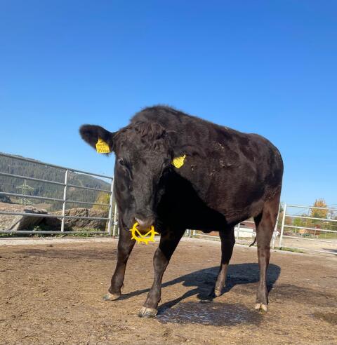 Wagyu Kalbin Olivia
