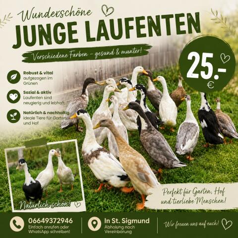 Laufenten