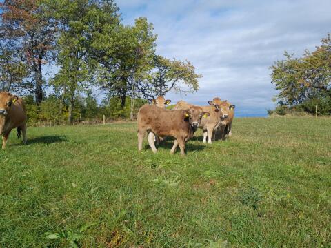 Aubrac