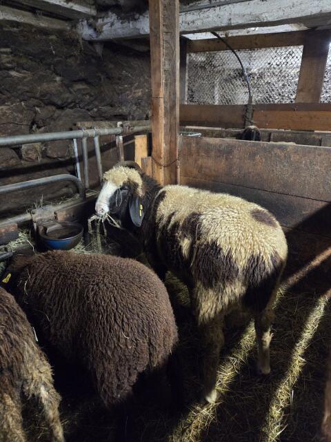 Tscheggen-Widder