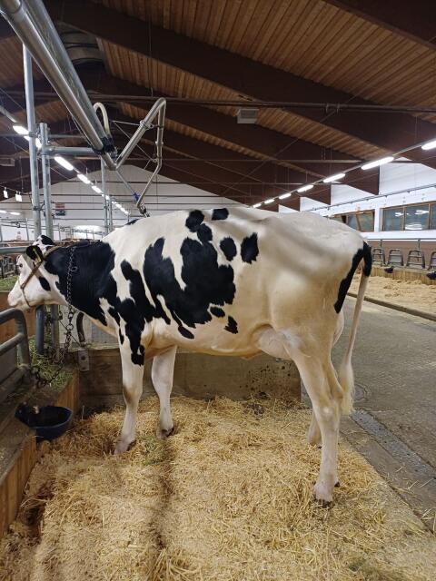 Holstein