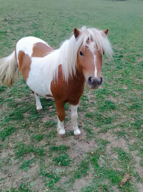 Chico Sunrise, Mini-Shetlandpony-Hengst