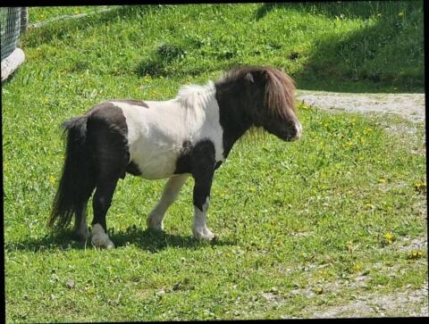 Ponyhengst