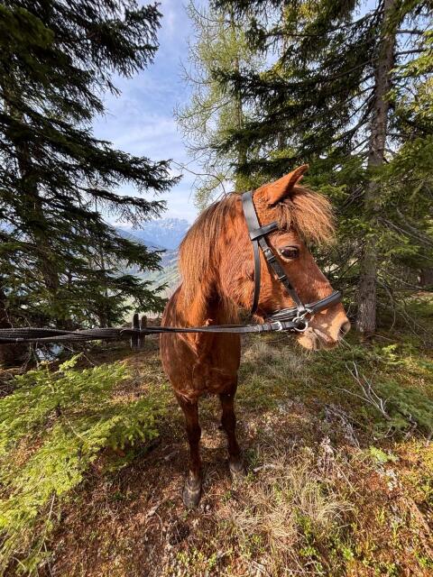 Pony